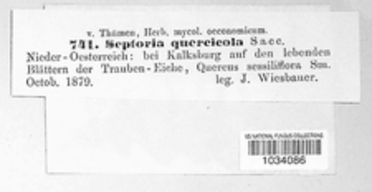 Sphaerulina quercicola image